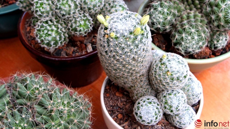 Ngỡ ngàng trước hàng trăm loại xương rồng