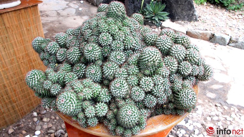 Ngỡ ngàng trước hàng trăm loại xương rồng