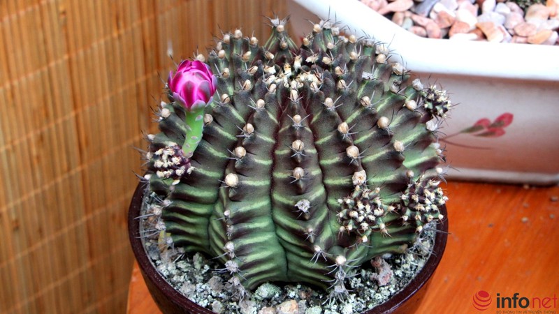 Ngỡ ngàng trước hàng trăm loại xương rồng