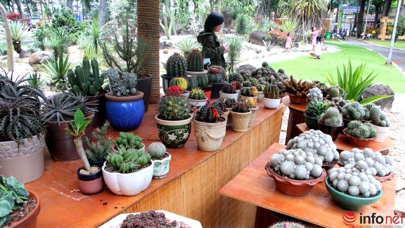 Ngỡ ngàng trước hàng trăm loại xương rồng
