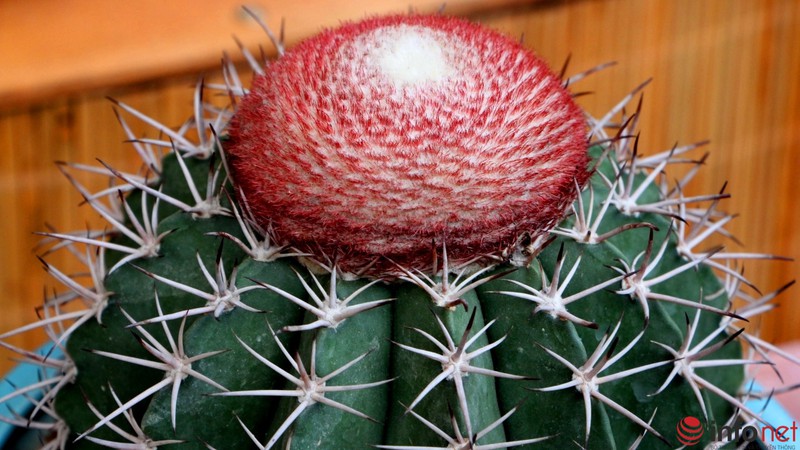 Ngỡ ngàng trước hàng trăm loại xương rồng