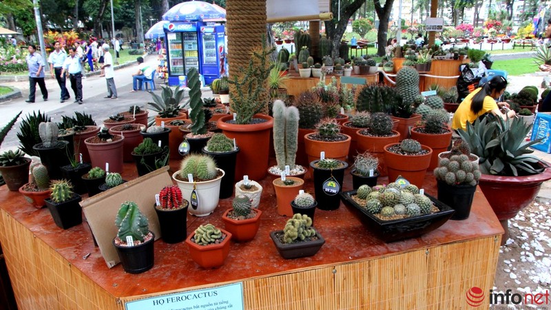 Ngỡ ngàng trước hàng trăm loại xương rồng