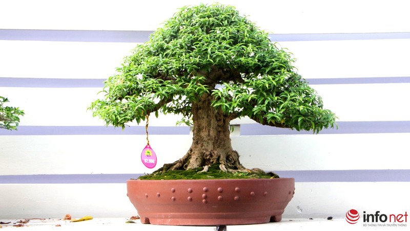 Ngắm những cây cổ thụ trong hình dáng tí hon - ảnh 1