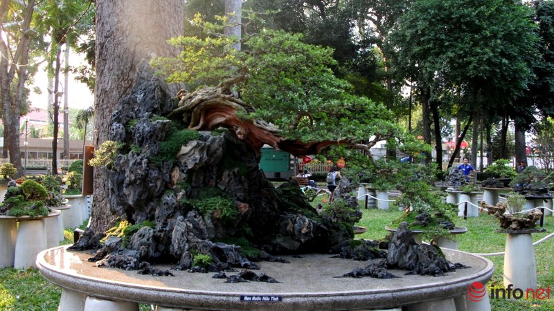 Ngắm những cây cổ thụ trong hình dáng tí hon - ảnh 9