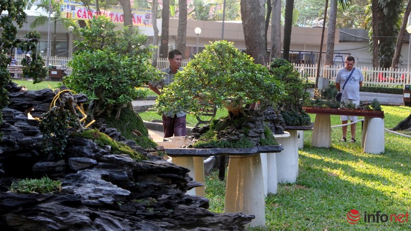 Ngắm những cây cổ thụ trong hình dáng tí hon - ảnh 10