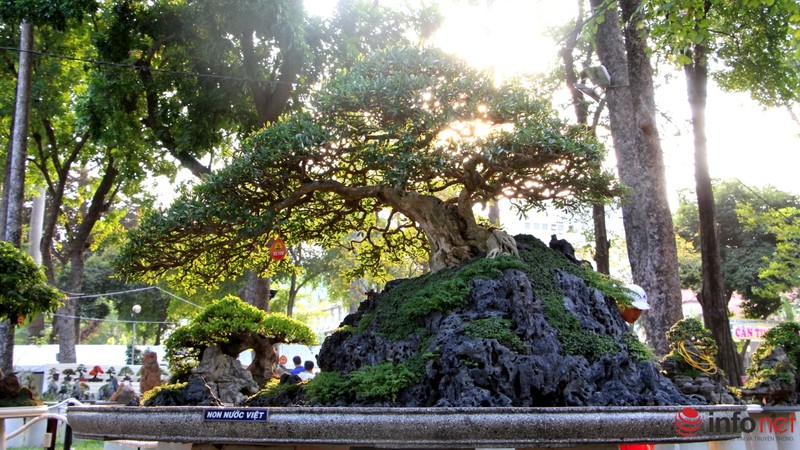 Ngắm những cây cổ thụ trong hình dáng tí hon - ảnh 11