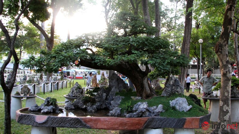 Ngắm những cây cổ thụ trong hình dáng tí hon - ảnh 12