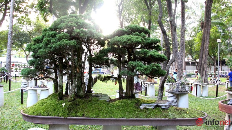 Ngắm những cây cổ thụ trong hình dáng tí hon - ảnh 13