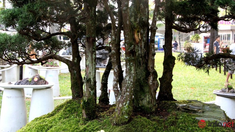 Ngắm những cây cổ thụ trong hình dáng tí hon - ảnh 14