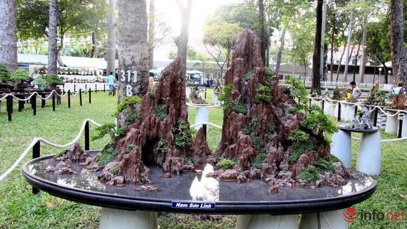 Ngắm những cây cổ thụ trong hình dáng tí hon - ảnh 20