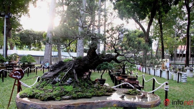 Ngắm những cây cổ thụ trong hình dáng tí hon - ảnh 15