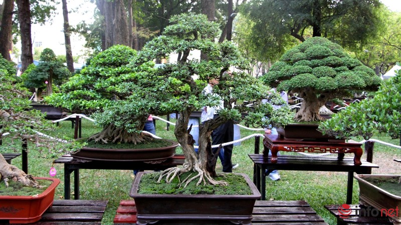 Ngắm những cây cổ thụ trong hình dáng tí hon - ảnh 16