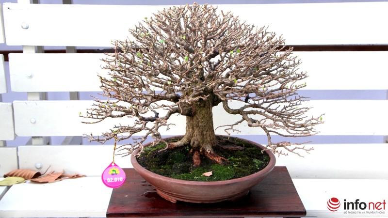 Ngắm những cây cổ thụ trong hình dáng tí hon - ảnh 2