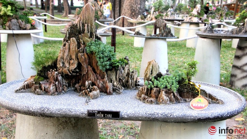 Ngắm những cây cổ thụ trong hình dáng tí hon - ảnh 21