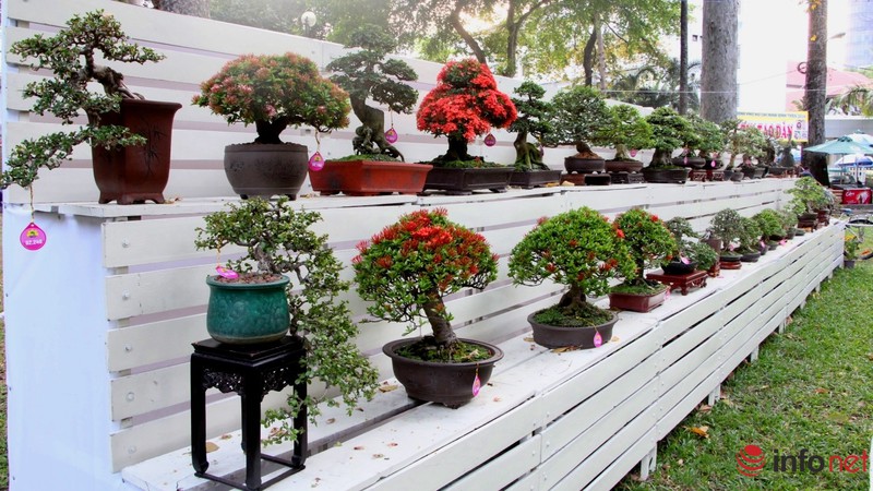 Ngắm những cây cổ thụ trong hình dáng tí hon - ảnh 6