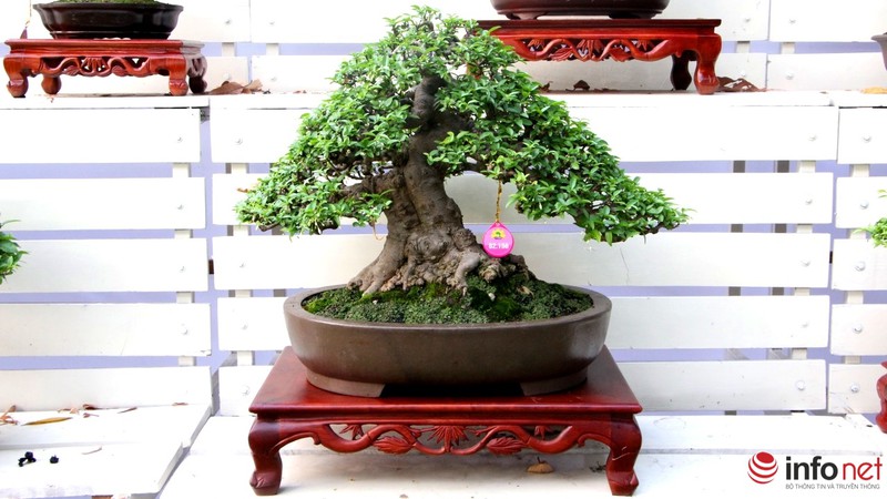 Ngắm những cây cổ thụ trong hình dáng tí hon - ảnh 4