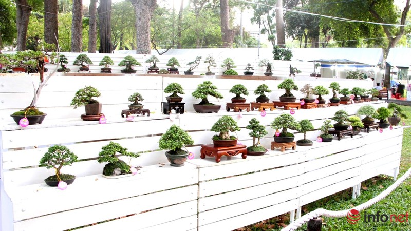 Ngắm những cây cổ thụ trong hình dáng tí hon - ảnh 5