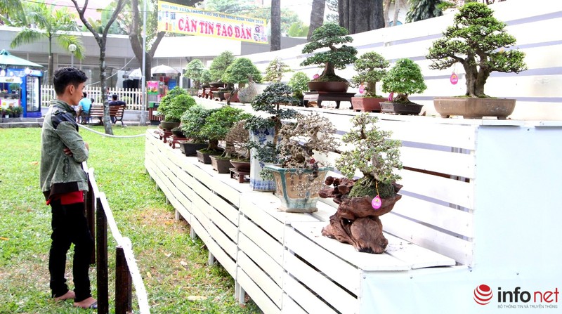 Ngắm những cây cổ thụ trong hình dáng tí hon - ảnh 7