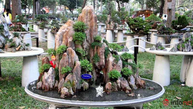 Ngắm những cây cổ thụ trong hình dáng tí hon - ảnh 19