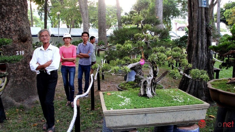 Ngắm những cây cổ thụ trong hình dáng tí hon - ảnh 23