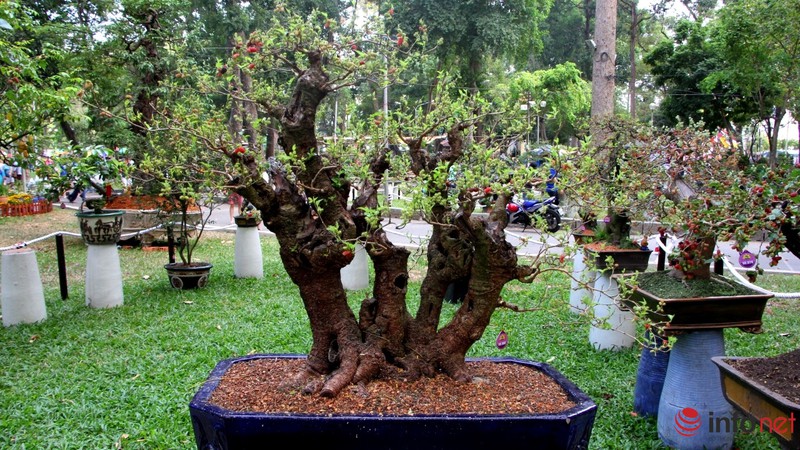 Ngắm những cây cổ thụ trong hình dáng tí hon - ảnh 18