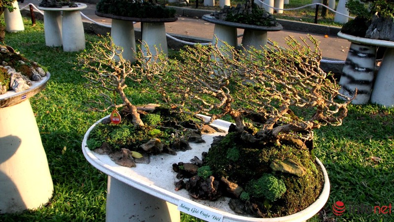 Ngắm những cây cổ thụ trong hình dáng tí hon - ảnh 8