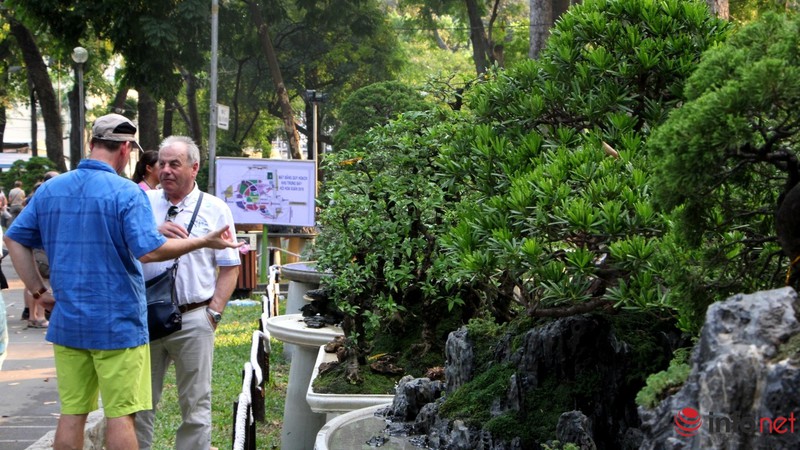 Ngắm những cây cổ thụ trong hình dáng tí hon - ảnh 22