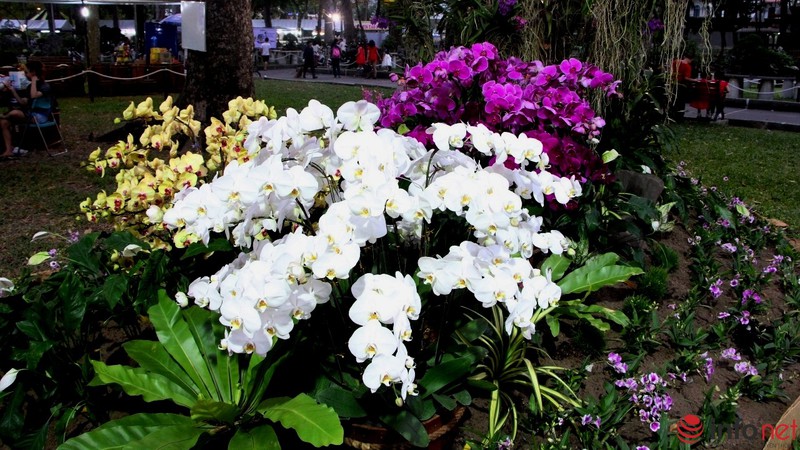 Ngắm những chậu phong lan rực rỡ ngày Xuân - ảnh 21