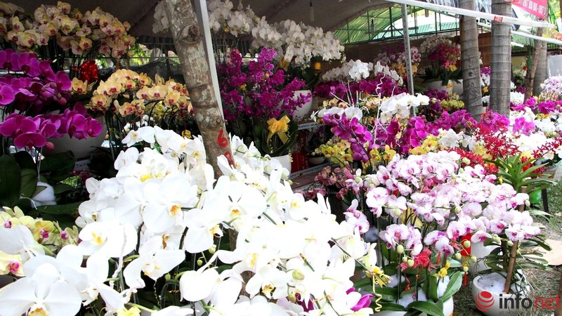 Ngắm những chậu phong lan rực rỡ ngày Xuân - ảnh 4