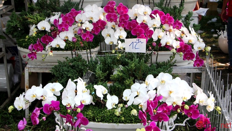 Ngắm những chậu phong lan rực rỡ ngày Xuân - ảnh 5
