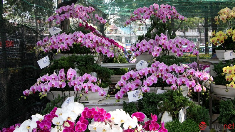 Ngắm những chậu phong lan rực rỡ ngày Xuân - ảnh 6