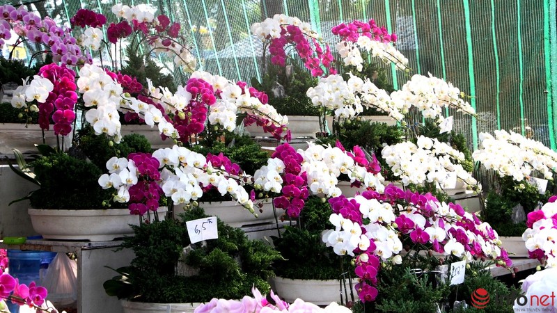 Ngắm những chậu phong lan rực rỡ ngày Xuân - ảnh 7