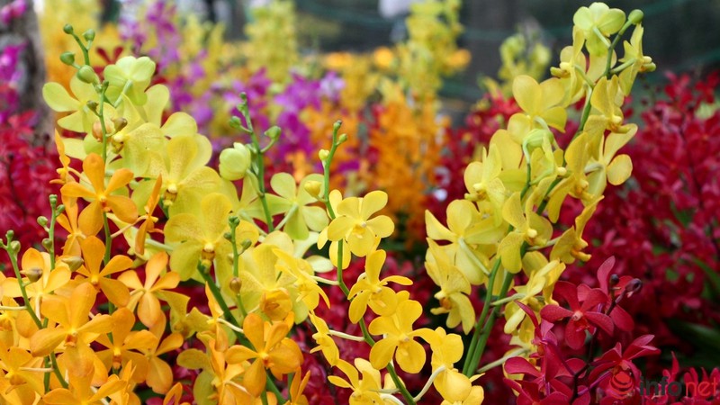 Ngắm những chậu phong lan rực rỡ ngày Xuân - ảnh 8