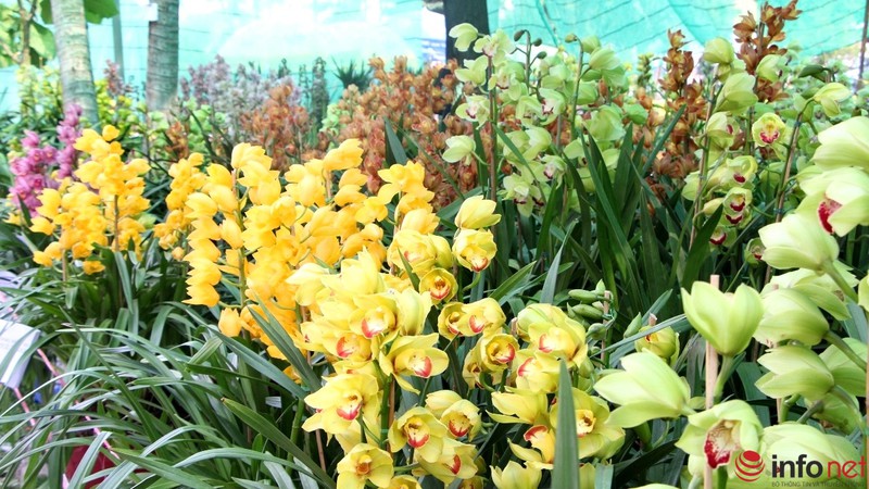 Ngắm những chậu phong lan rực rỡ ngày Xuân - ảnh 9