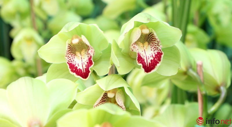 Ngắm những chậu phong lan rực rỡ ngày Xuân - ảnh 10