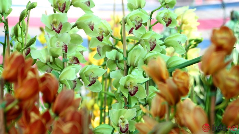 Ngắm những chậu phong lan rực rỡ ngày Xuân - ảnh 11