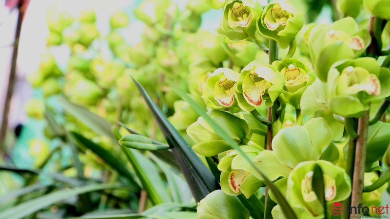 Ngắm những chậu phong lan rực rỡ ngày Xuân - ảnh 12