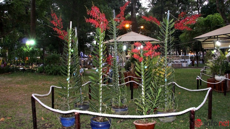 Ngắm những chậu phong lan rực rỡ ngày Xuân - ảnh 17