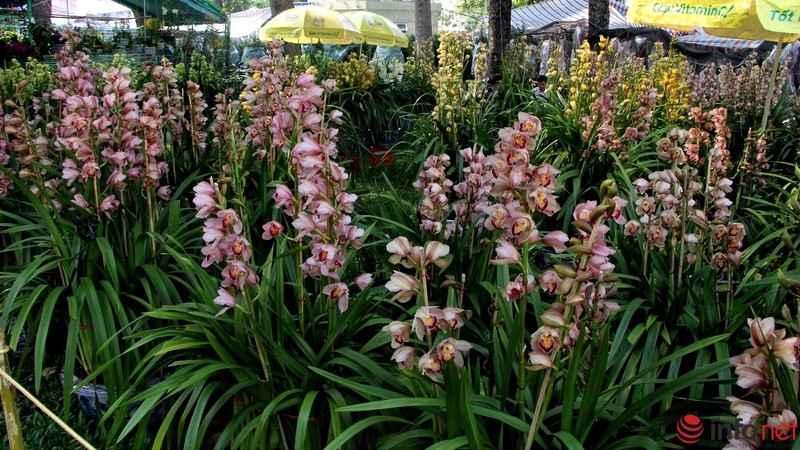 Ngắm những chậu phong lan rực rỡ ngày Xuân - ảnh 13