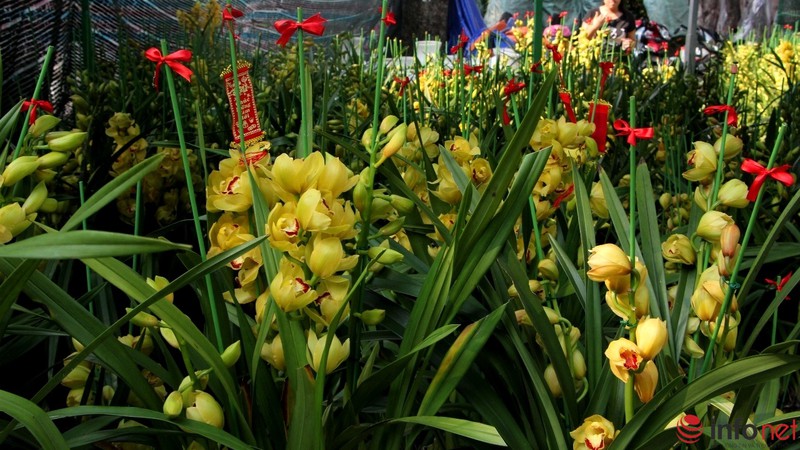 Ngắm những chậu phong lan rực rỡ ngày Xuân - ảnh 15