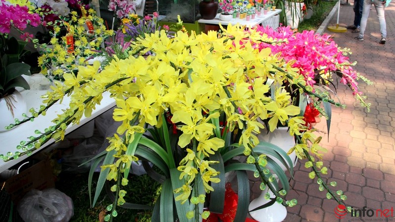 Ngắm những chậu phong lan rực rỡ ngày Xuân - ảnh 16