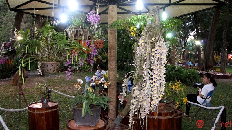 Ngắm những chậu phong lan rực rỡ ngày Xuân - ảnh 18