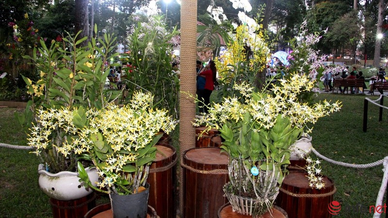 Ngắm những chậu phong lan rực rỡ ngày Xuân - ảnh 19