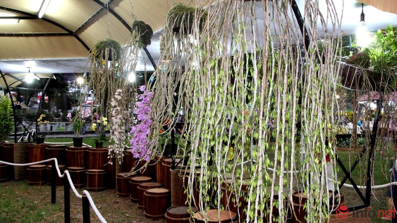 Ngắm những chậu phong lan rực rỡ ngày Xuân - ảnh 20