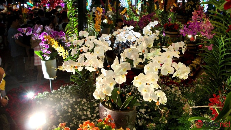 Ngắm những chậu phong lan rực rỡ ngày Xuân - ảnh 22