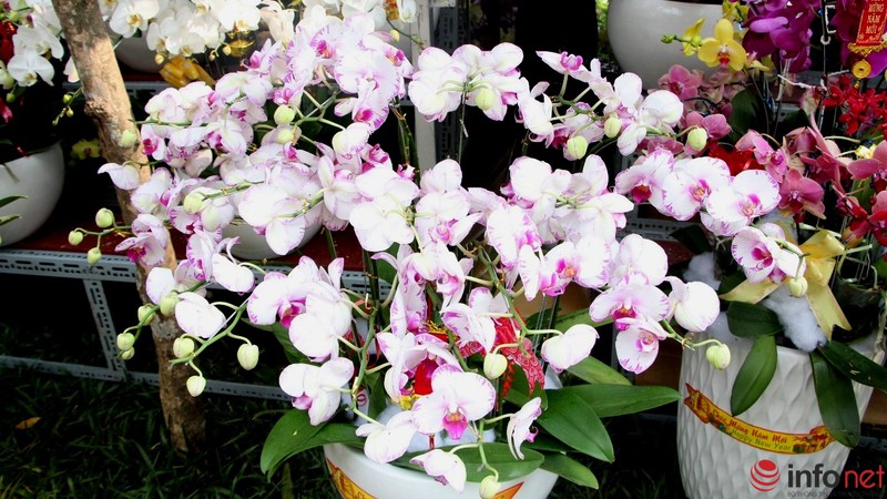 Ngắm những chậu phong lan rực rỡ ngày Xuân - ảnh 1