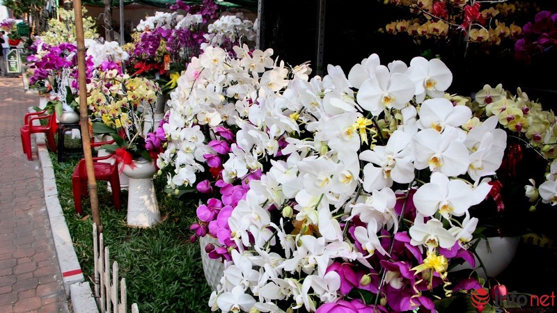 Ngắm những chậu phong lan rực rỡ ngày Xuân - ảnh 2