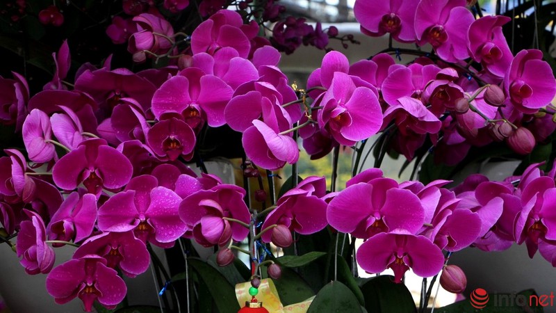 Ngắm những chậu phong lan rực rỡ ngày Xuân - ảnh 3