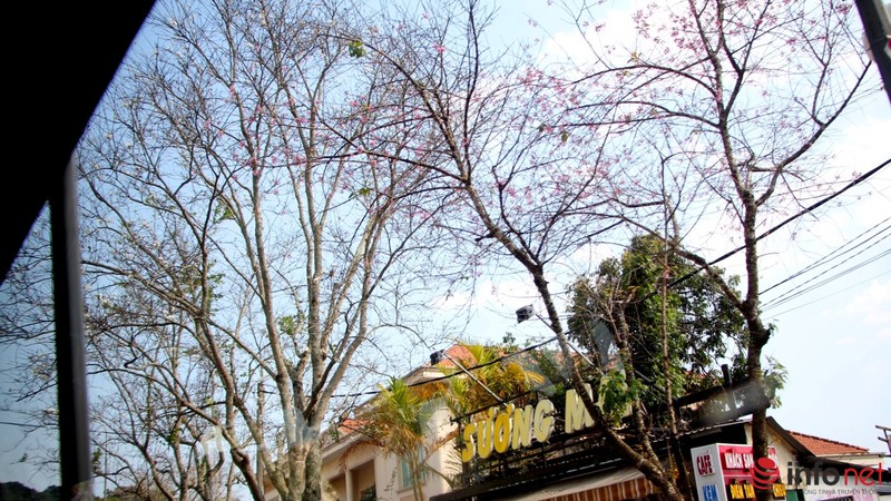 Mai anh đào tháng 3 vẫn nhuộm hồng Đà Lạt - ảnh 11