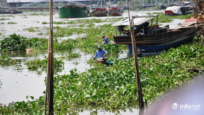 Ngày Phật Đản: Cá vừa phóng sinh liền bị chích điện bắt ngay - ảnh 10